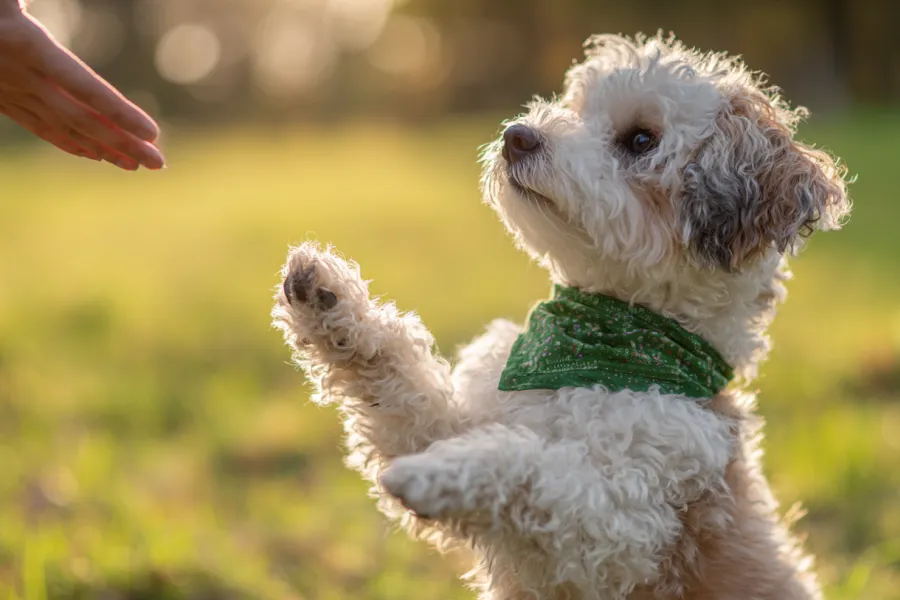 Puppy Training for Beginners