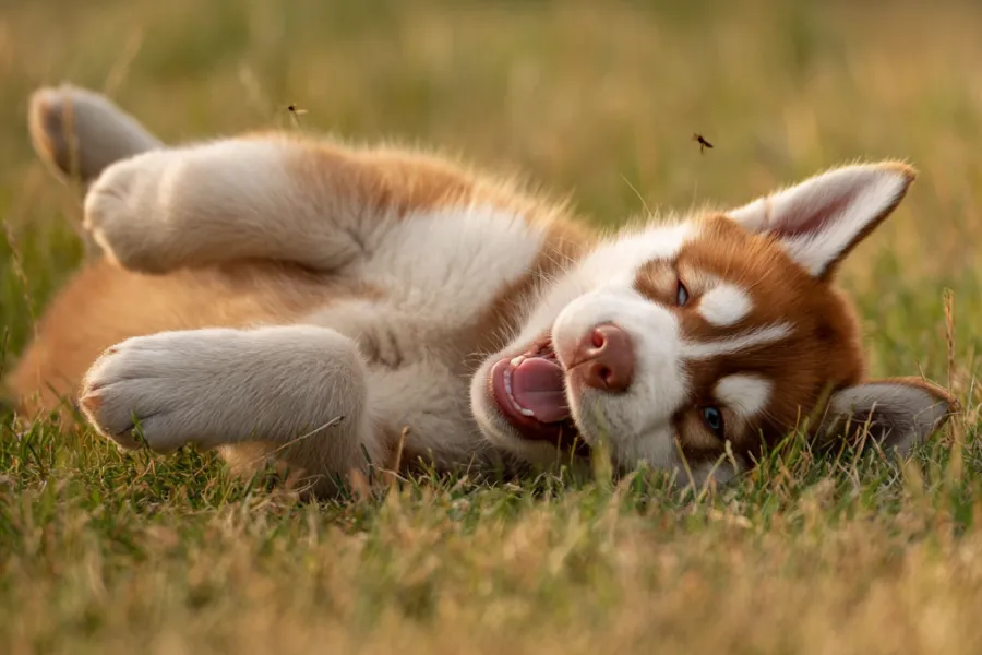 Puppy Training for Beginners