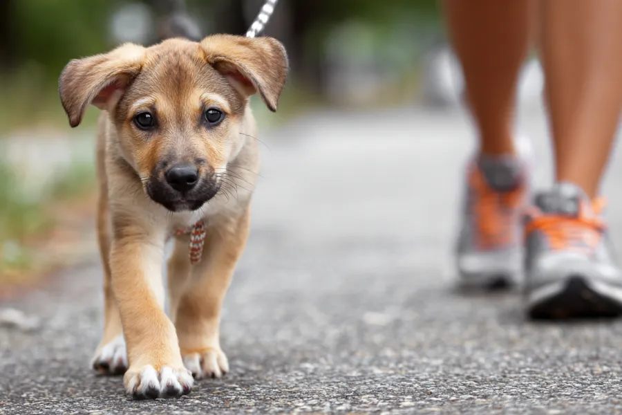  4 Week Puppy Routine