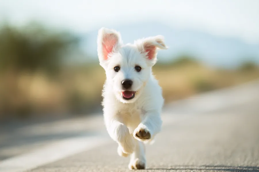  4 Week Puppy Routine